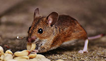 24 Hour & Emergency Exterminators in Lake Lincolnd, NY